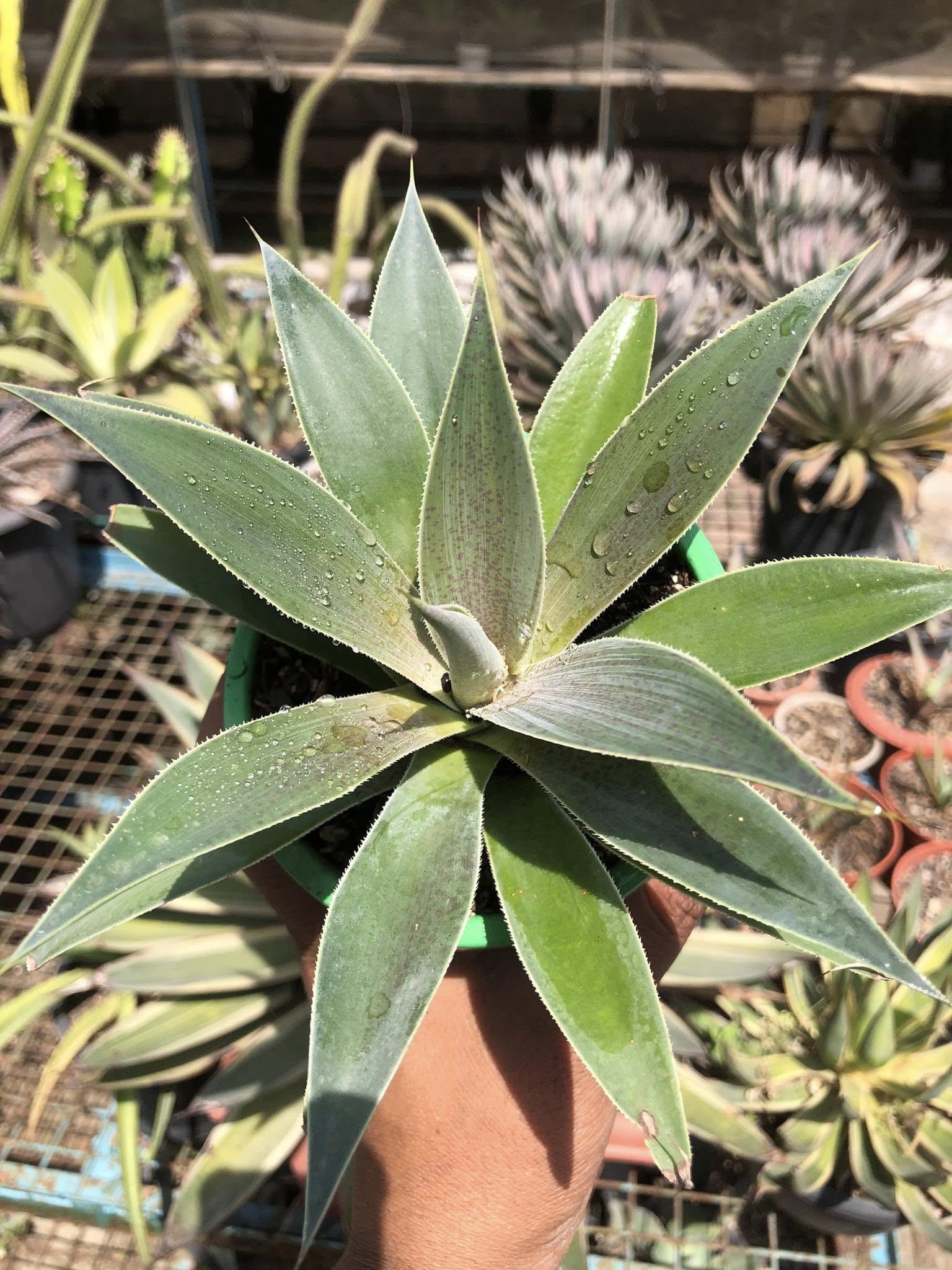 MANGAVE LAVENDER LADY