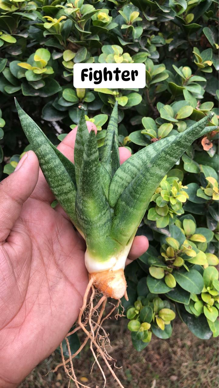 Combo #09 Sansevieria (of seven Plants)