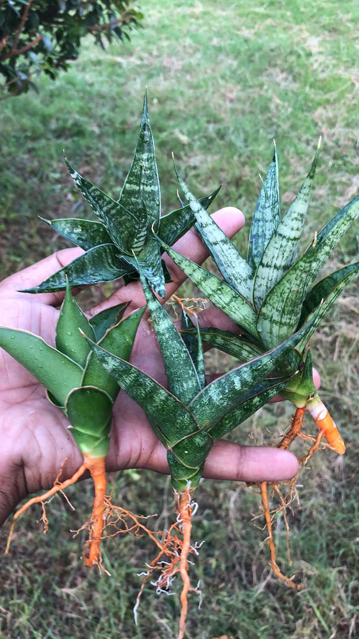 Sansevieria Combo #36 (Four Popular Indonesian hybrids)