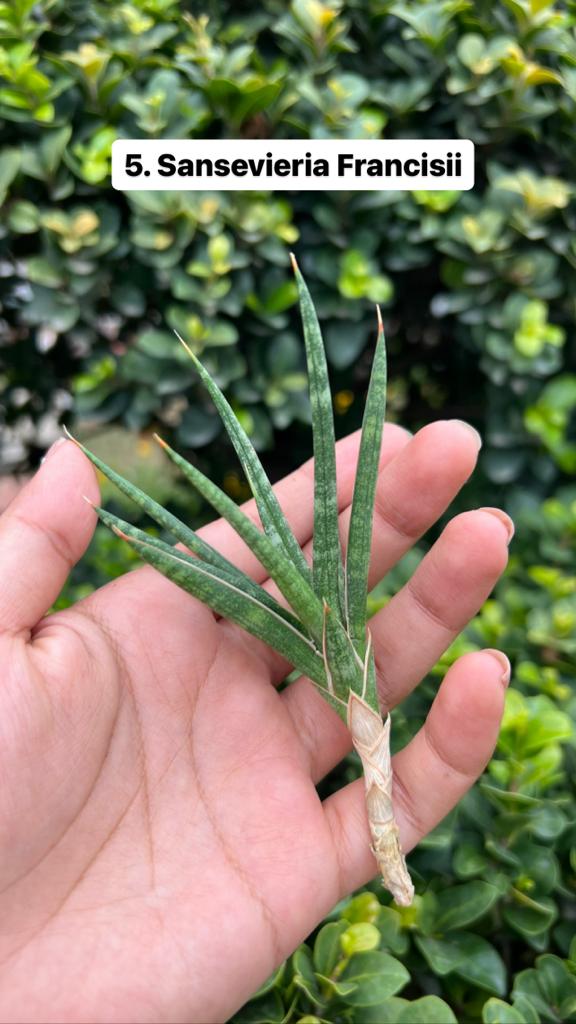 Sansevieria Combo Offer Of 6 (E)
