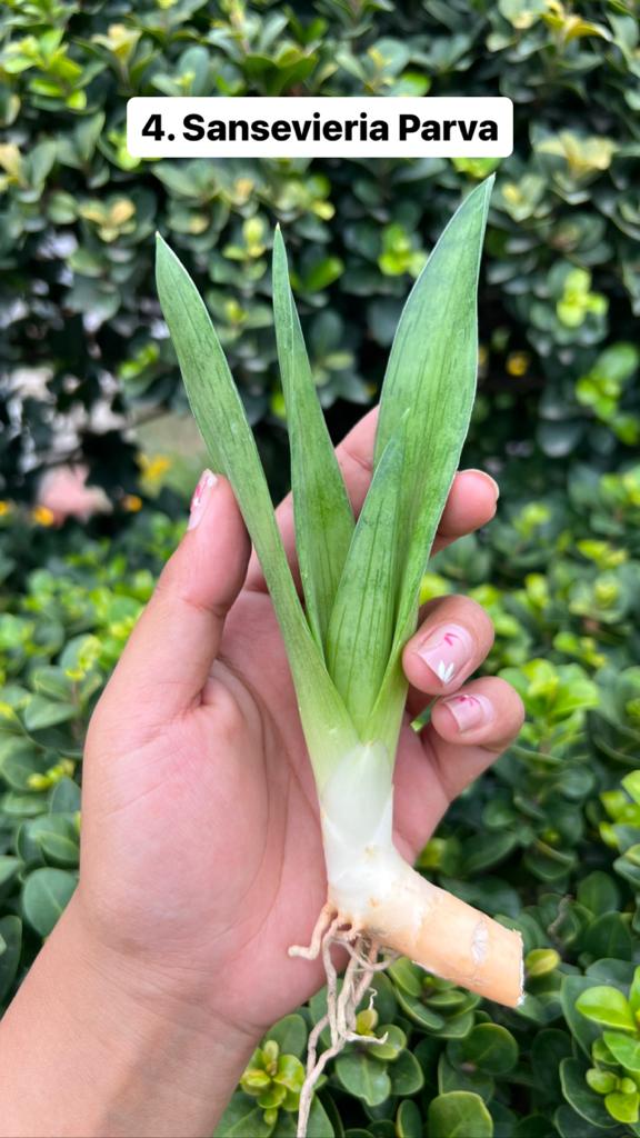 Sansevieria Combo Offer Of 6 (G)