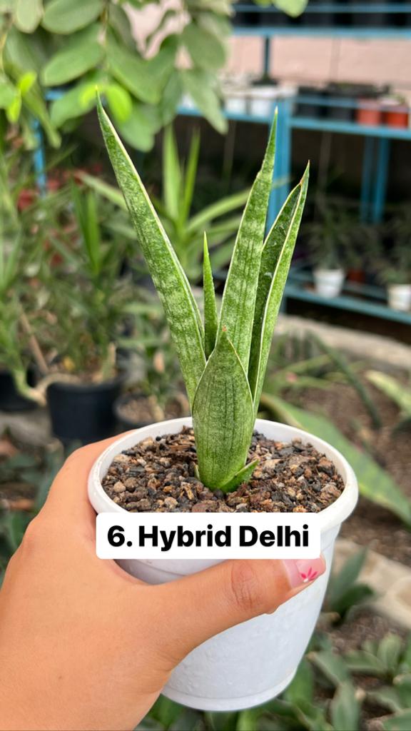 Sansevieria Combo Offer Of 6 (C)