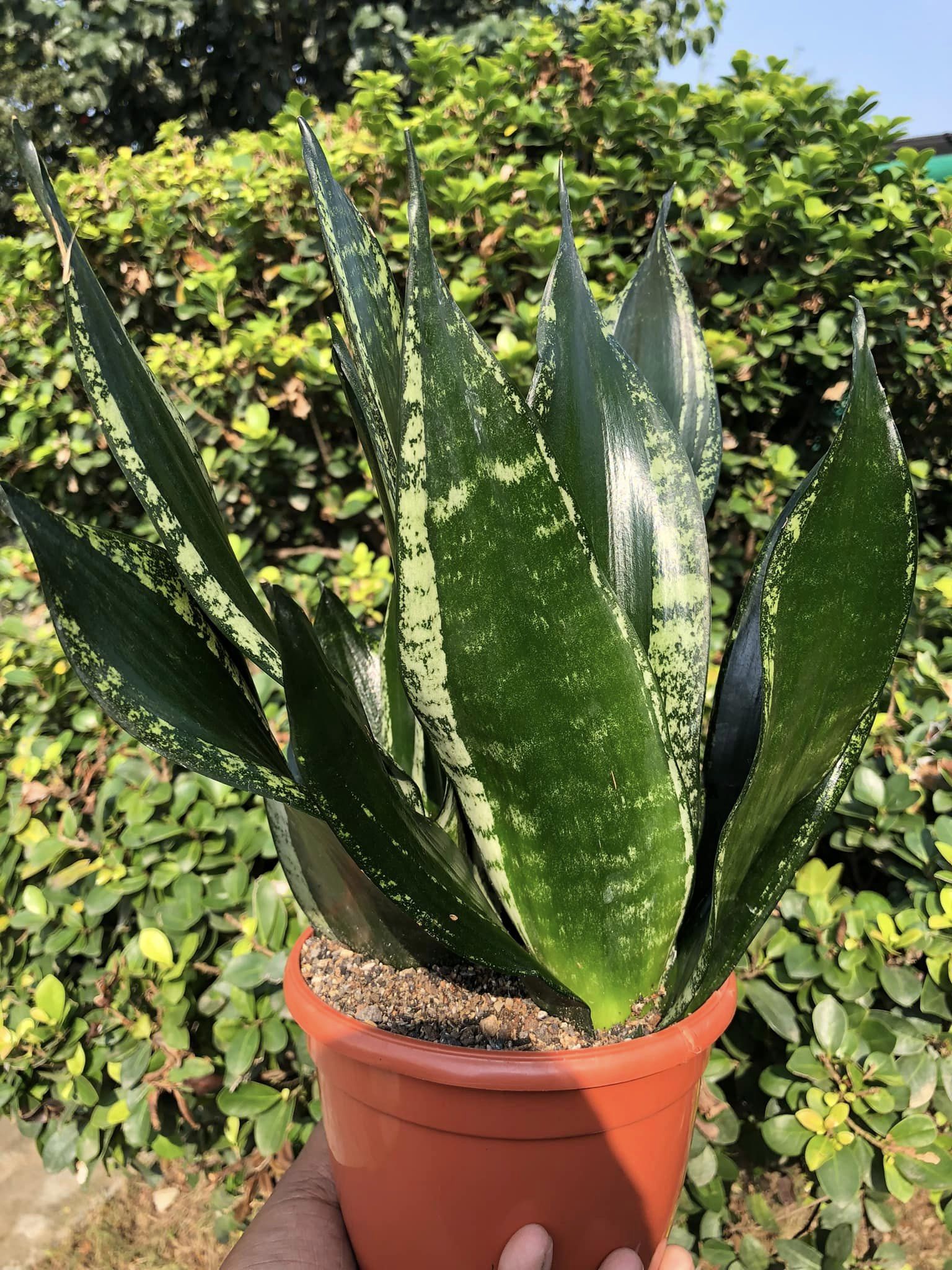 Sansevieria WHITNEY (Clump of 3)