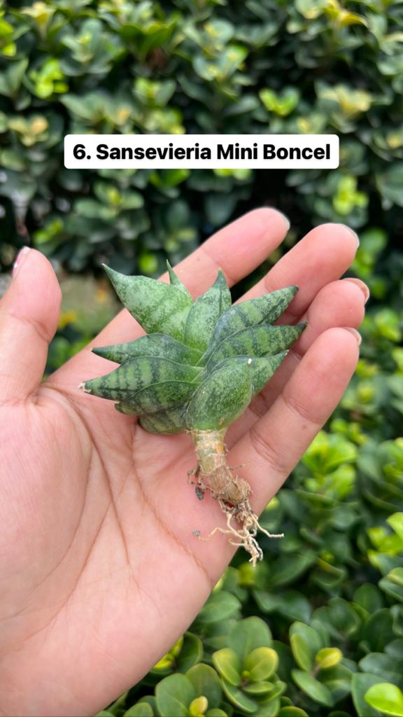 Sansevieria Combo Offer Of 6 (E)