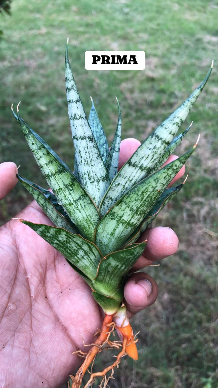 Sansevieria Combo #36 (Four Popular Indonesian hybrids)