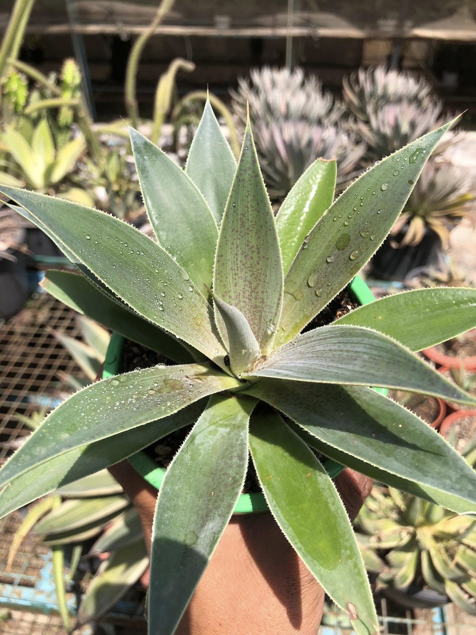 MANGAVE LAVENDER LADY