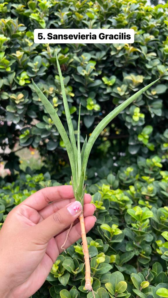 Sansevieria Combo Offer Of 6 (G)