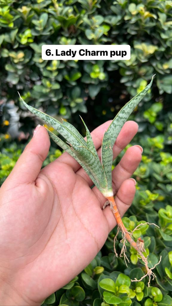 Sansevieria Combo Offer Of 6 (K)