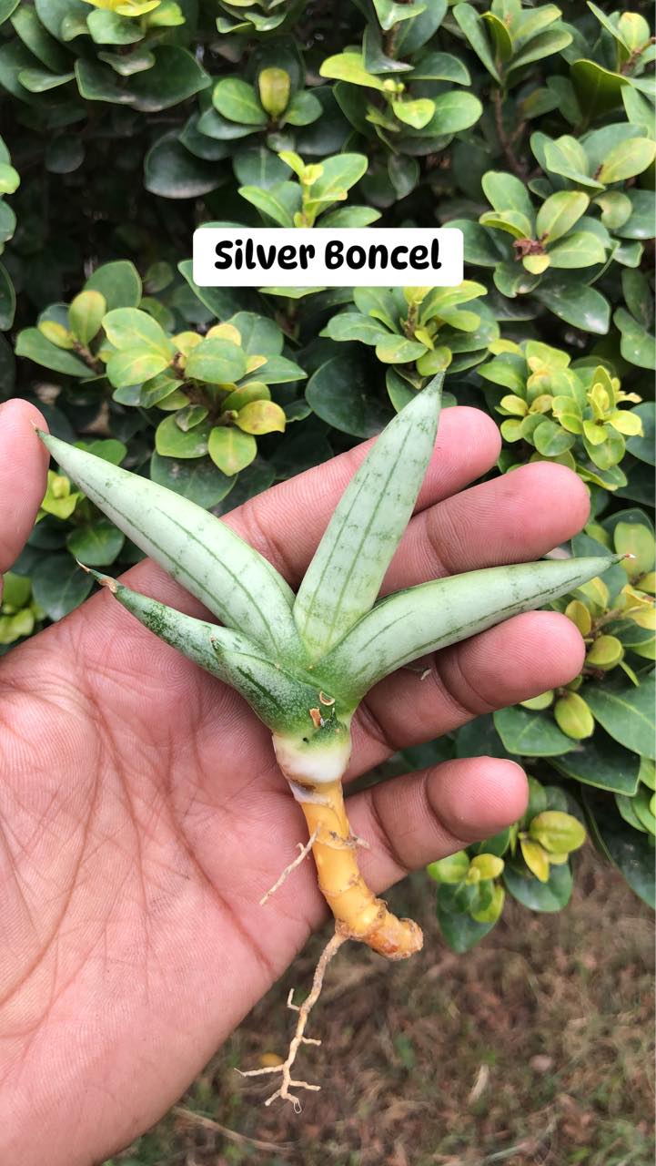Combo #09 Sansevieria (of seven Plants)