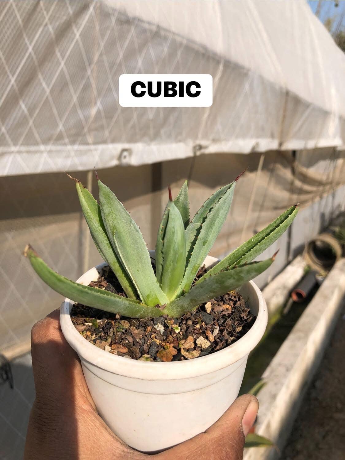 Agaves/Mangave Combo #121 (nine plants)