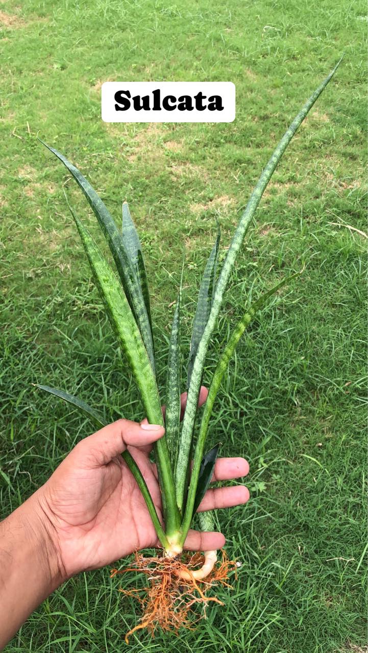 Sansevieria Combo #02 (Seven Plants)