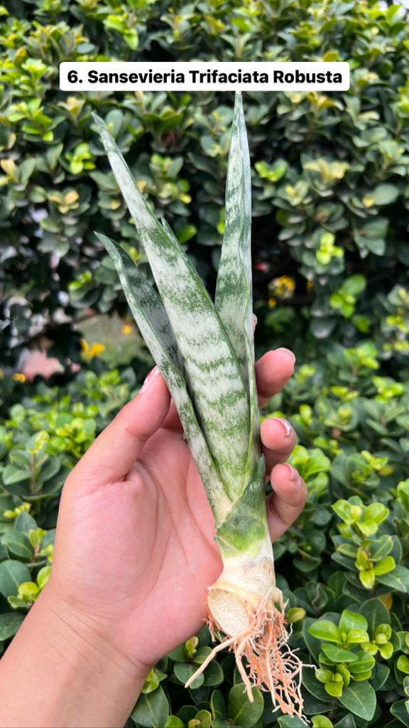 Sansevieria Combo Offer Of 6 (L)