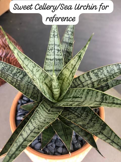 Sansevieria Combo #53 (Sindoro & Sweet Celery/Sea Urchin)