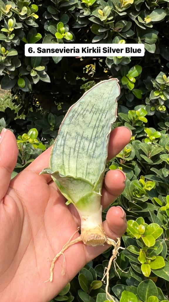 Sansevieria Combo Offer Of 6 (G)