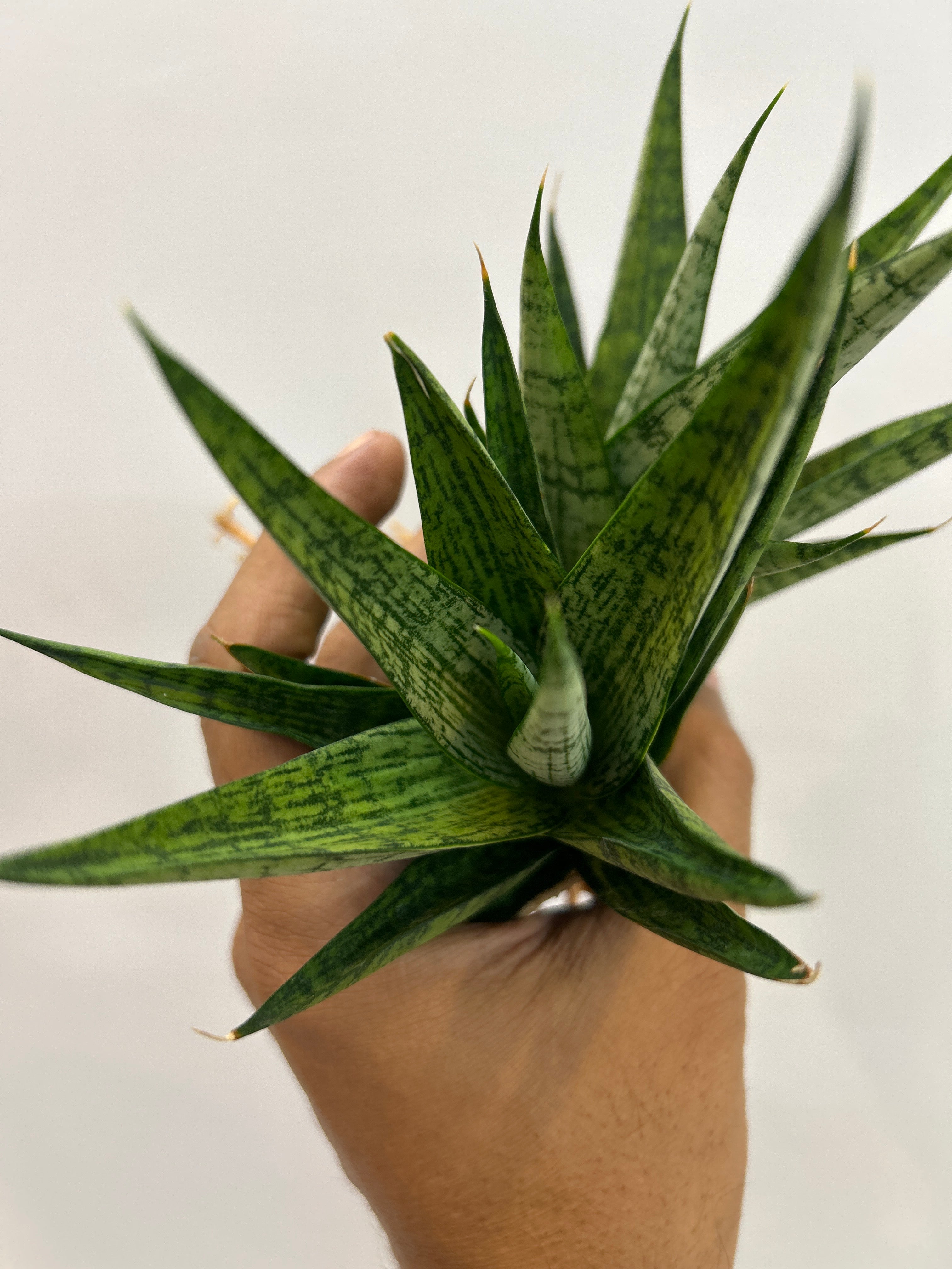 Sansevieria PRIMA