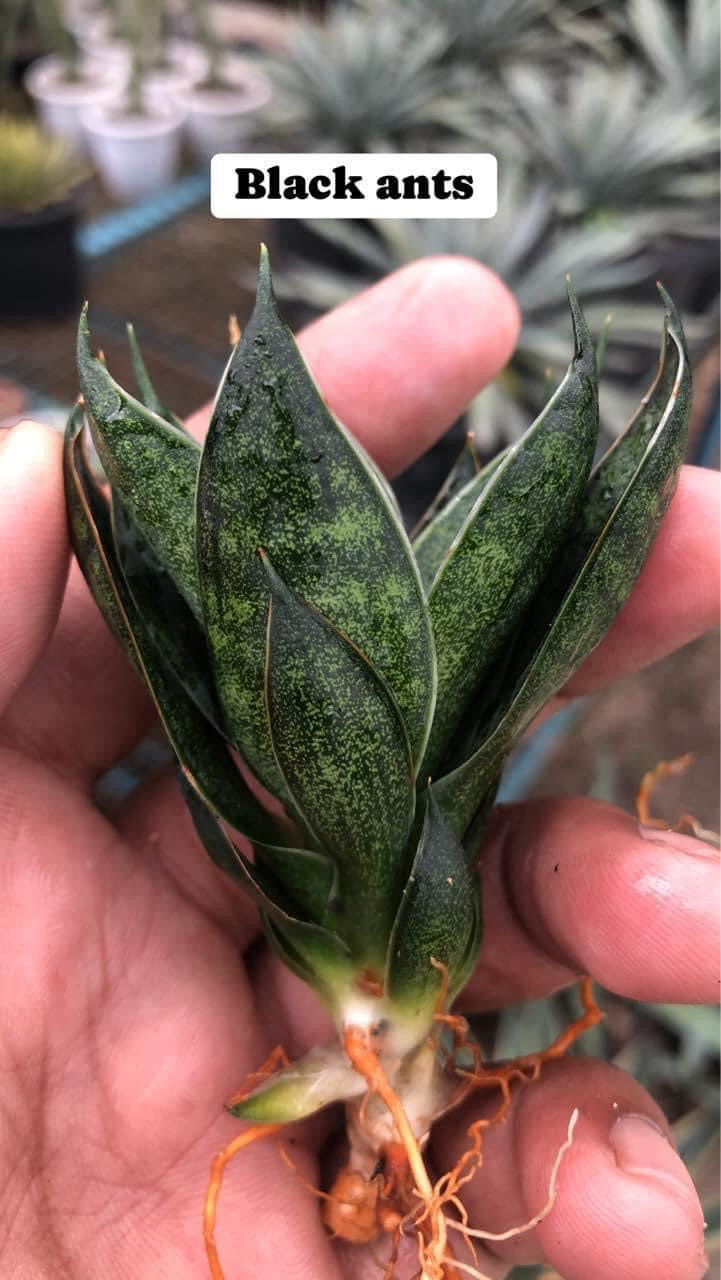 Sansevieria Combo #34 (Five Plants)