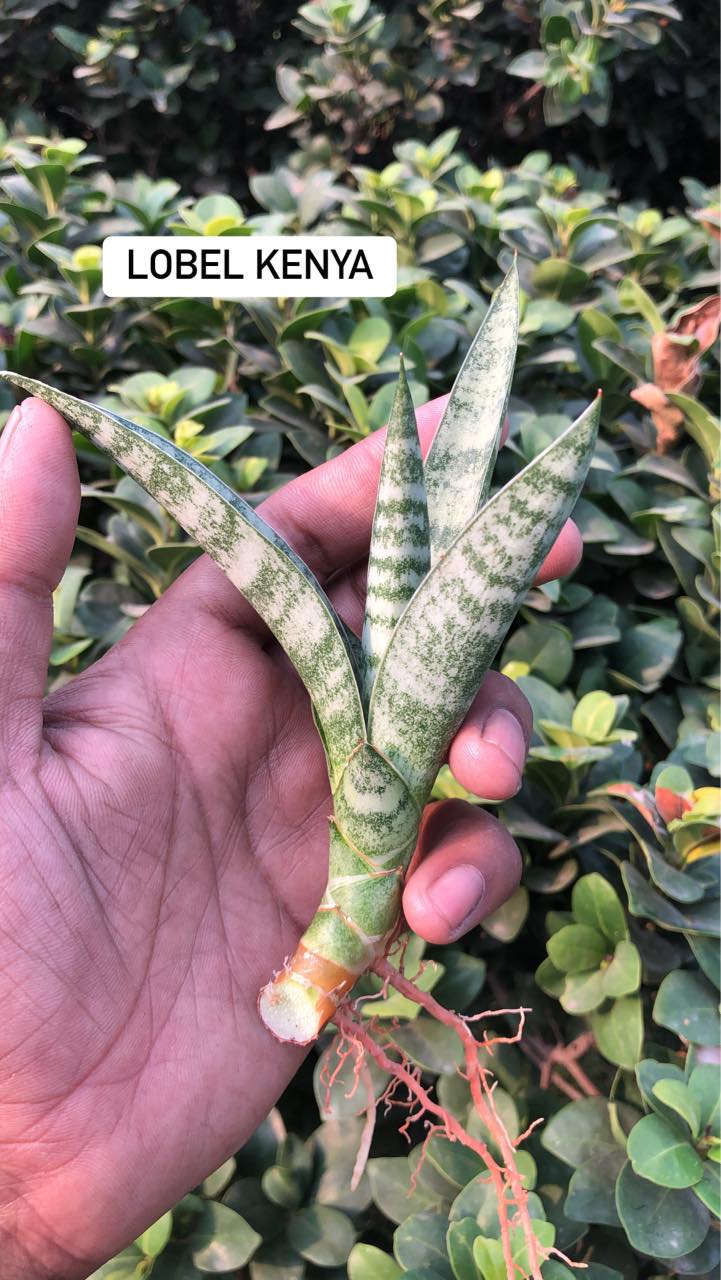 COMBO #103 (10 sansevieria)