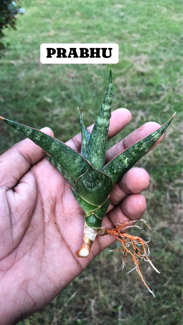 Sansevieria Combo #36 (Four Popular Indonesian hybrids)
