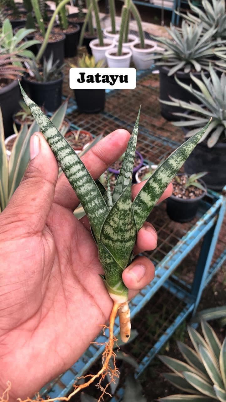 Sansevieria Combo #34 (Five Plants)