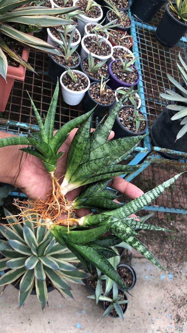 Sansevieria Combo #34 (Five Plants)
