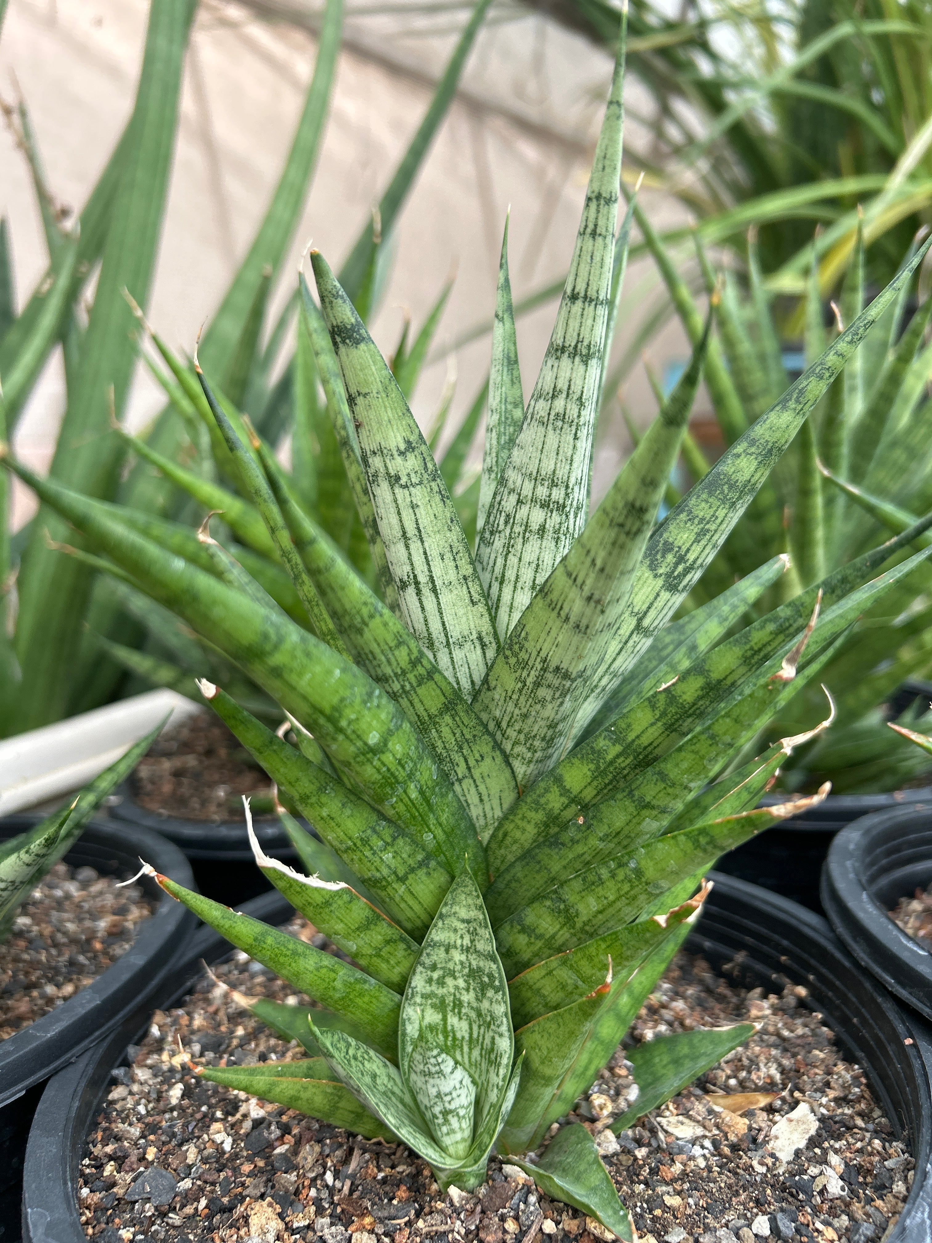 Sansevieria PRIMA