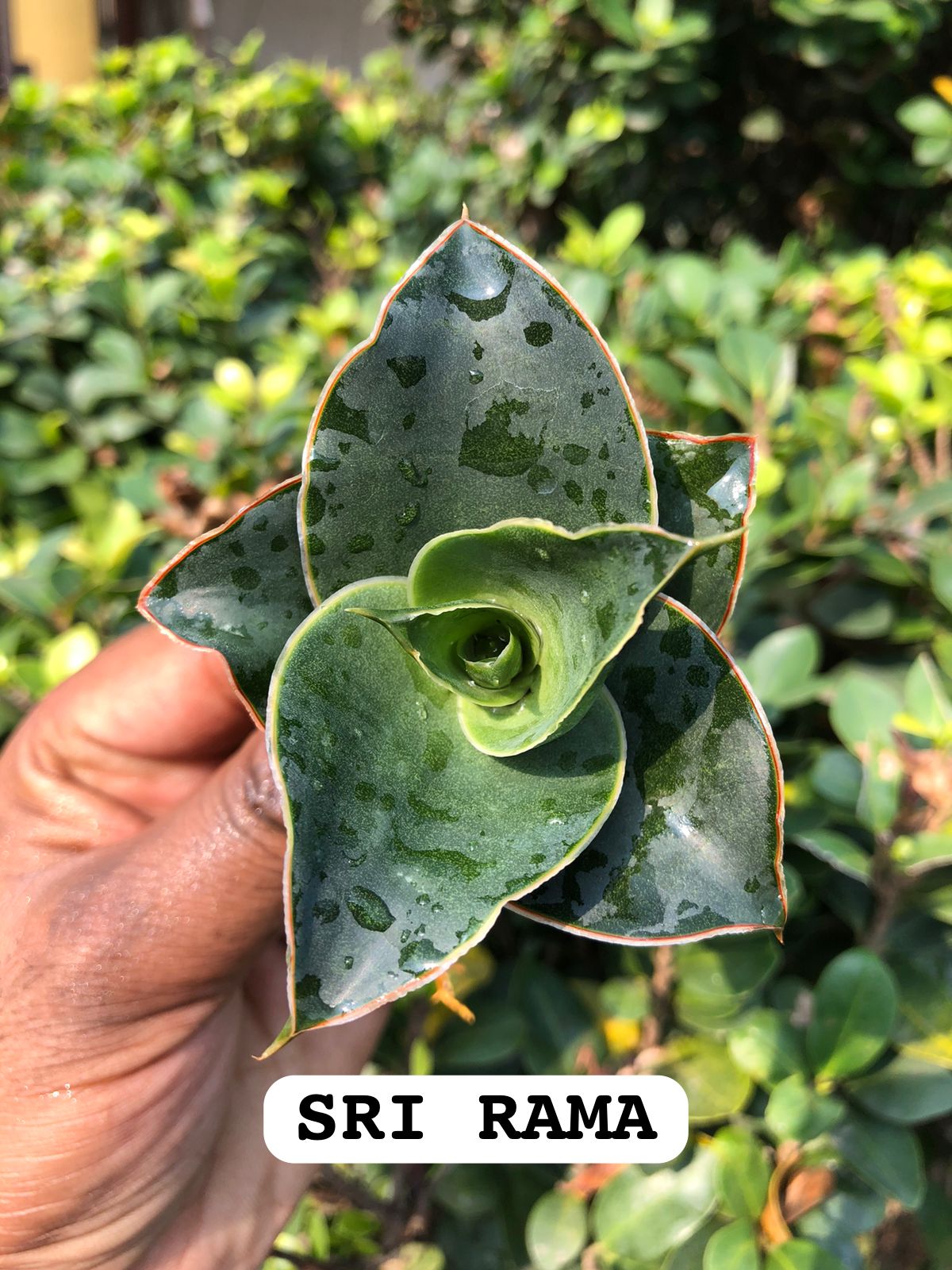 Sansevieria Combo #44 (Seven Hybrids named on Indian Gods)