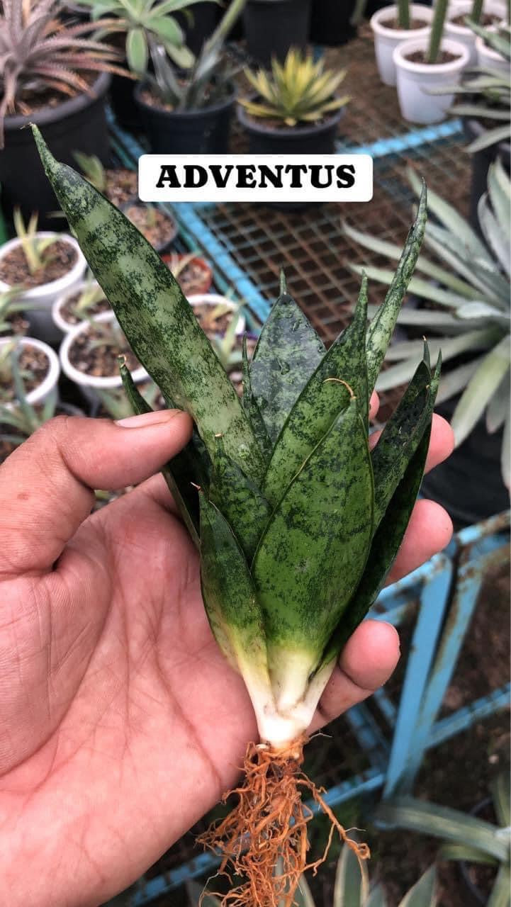 Sansevieria Combo #34 (Five Plants)