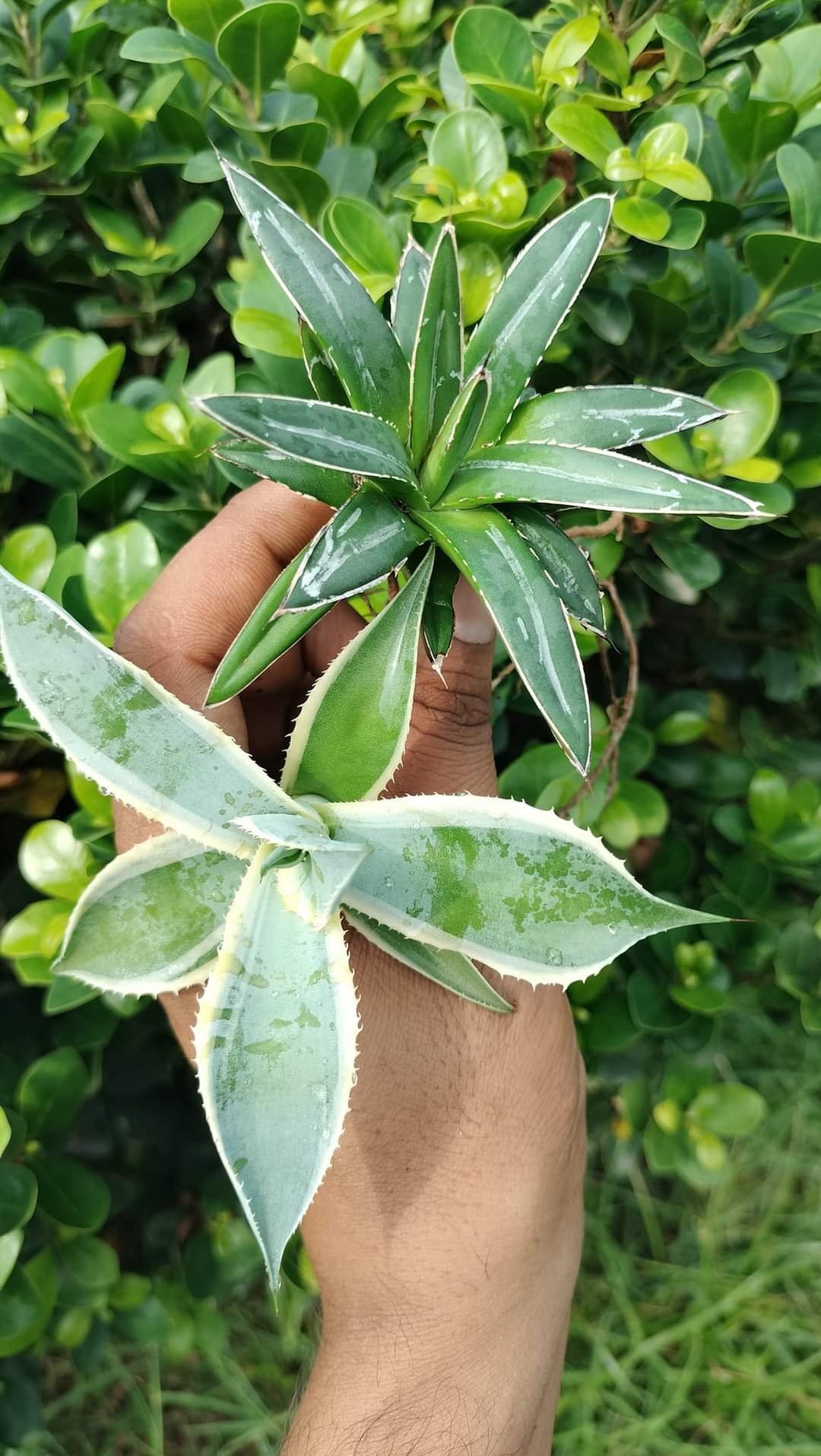 Agave Combo of 2 (B)