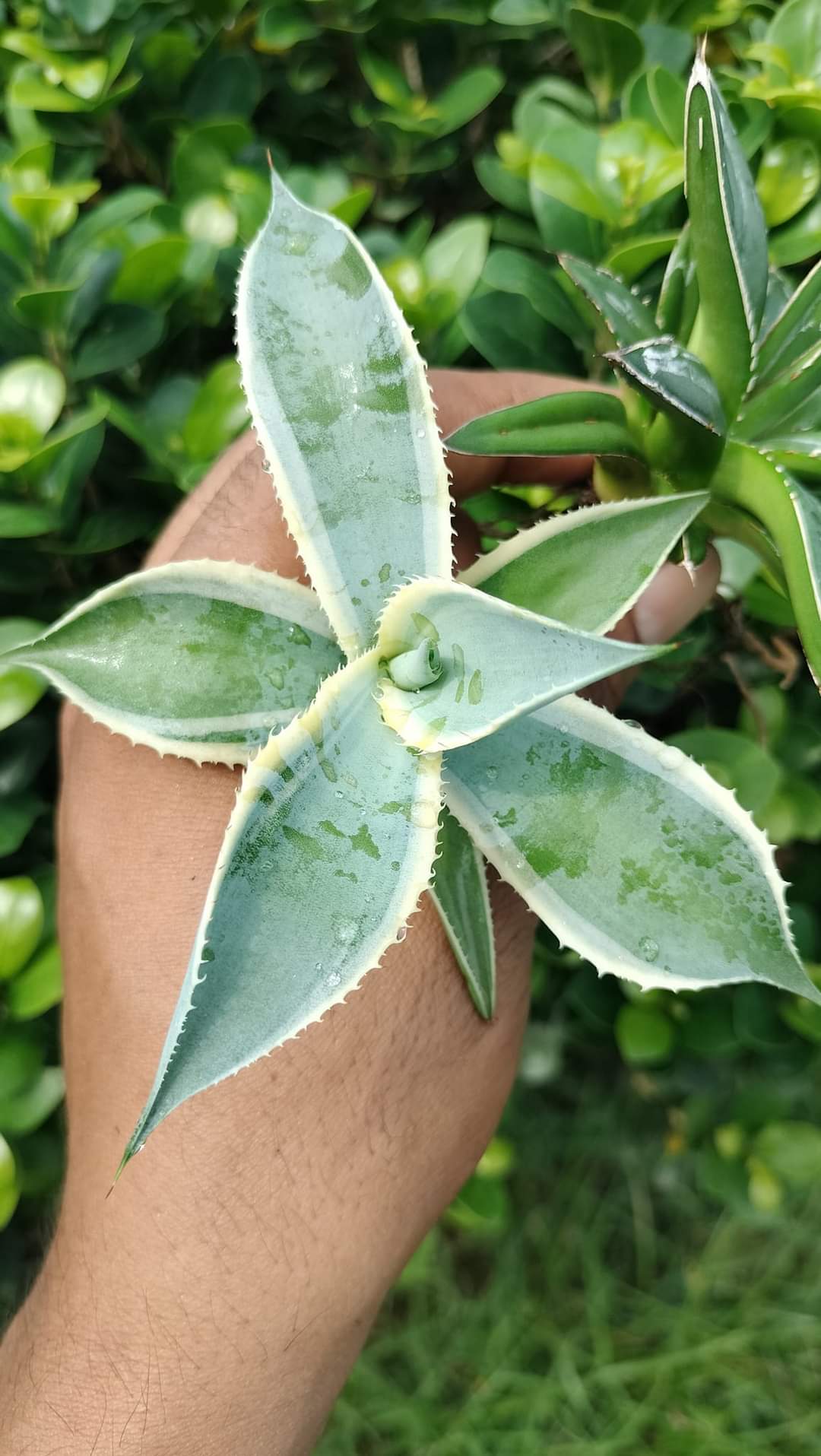 Agave Combo of 2 (B)
