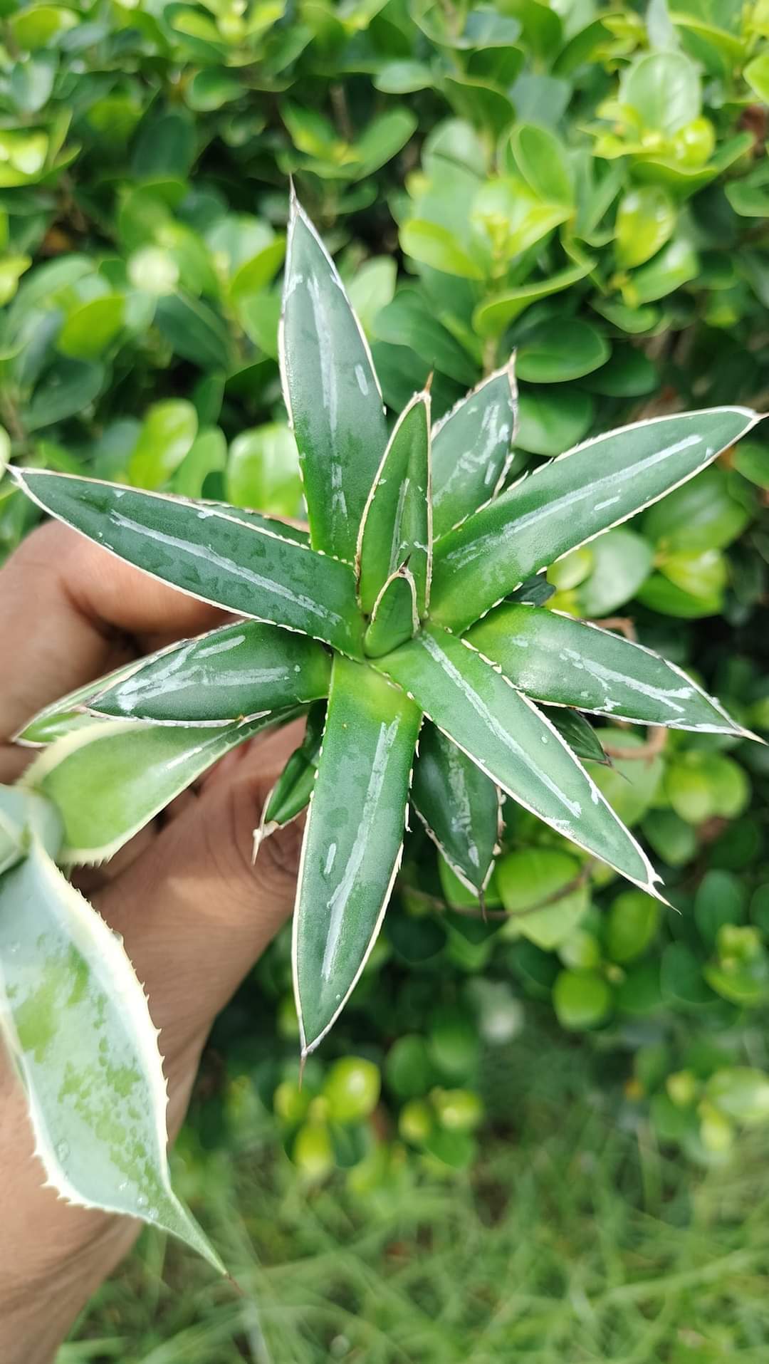 Agave Combo of 2 (B)
