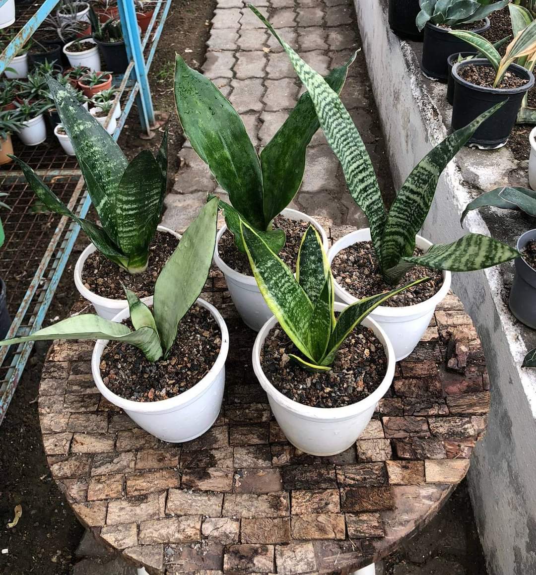 Sansevieria Combo (T) of Five Plants