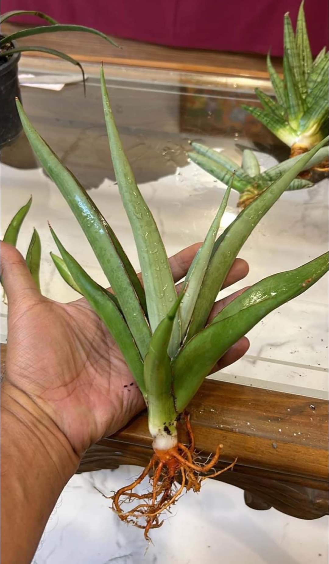 Sansevieria Combo #31 (three large sized popular Thai hybrids)