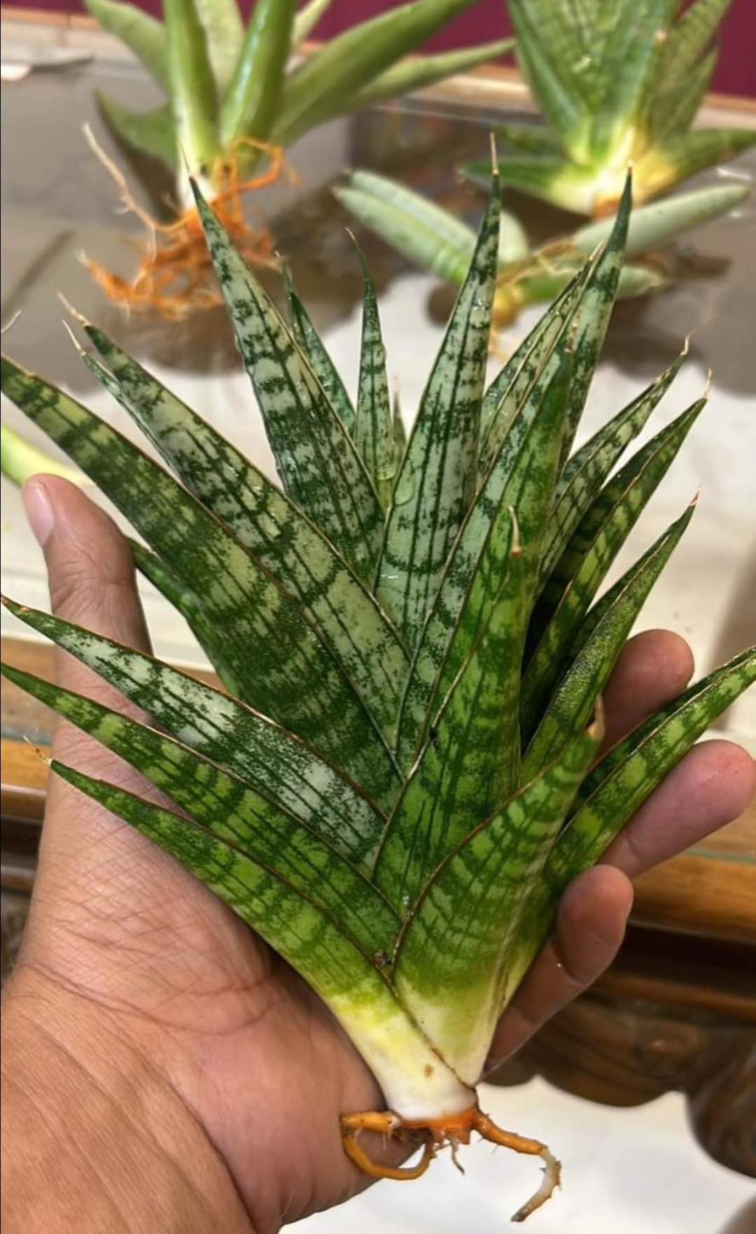 Sansevieria Combo #31 (three large sized popular Thai hybrids)