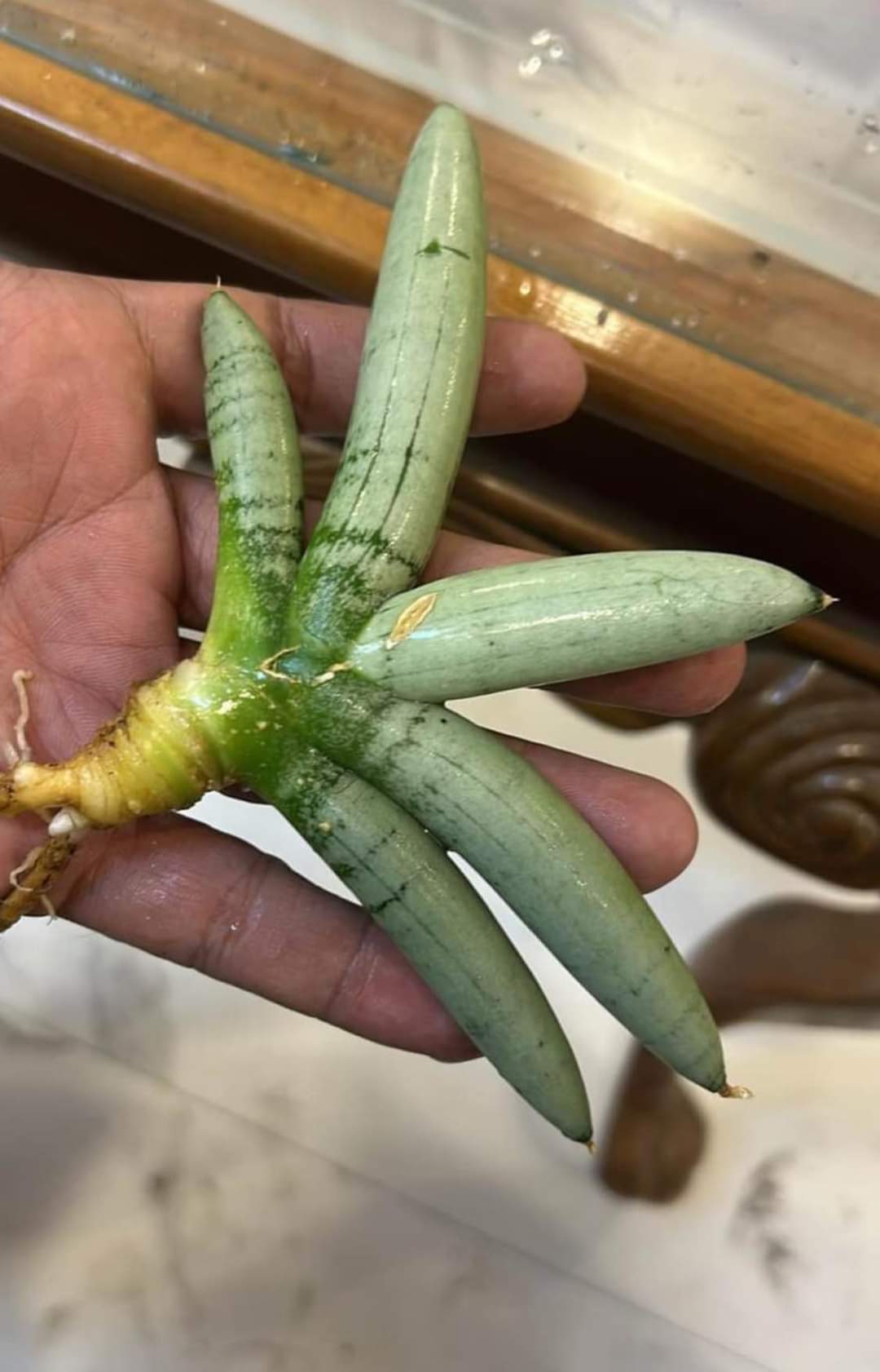 Sansevieria Combo #31 (three large sized popular Thai hybrids)