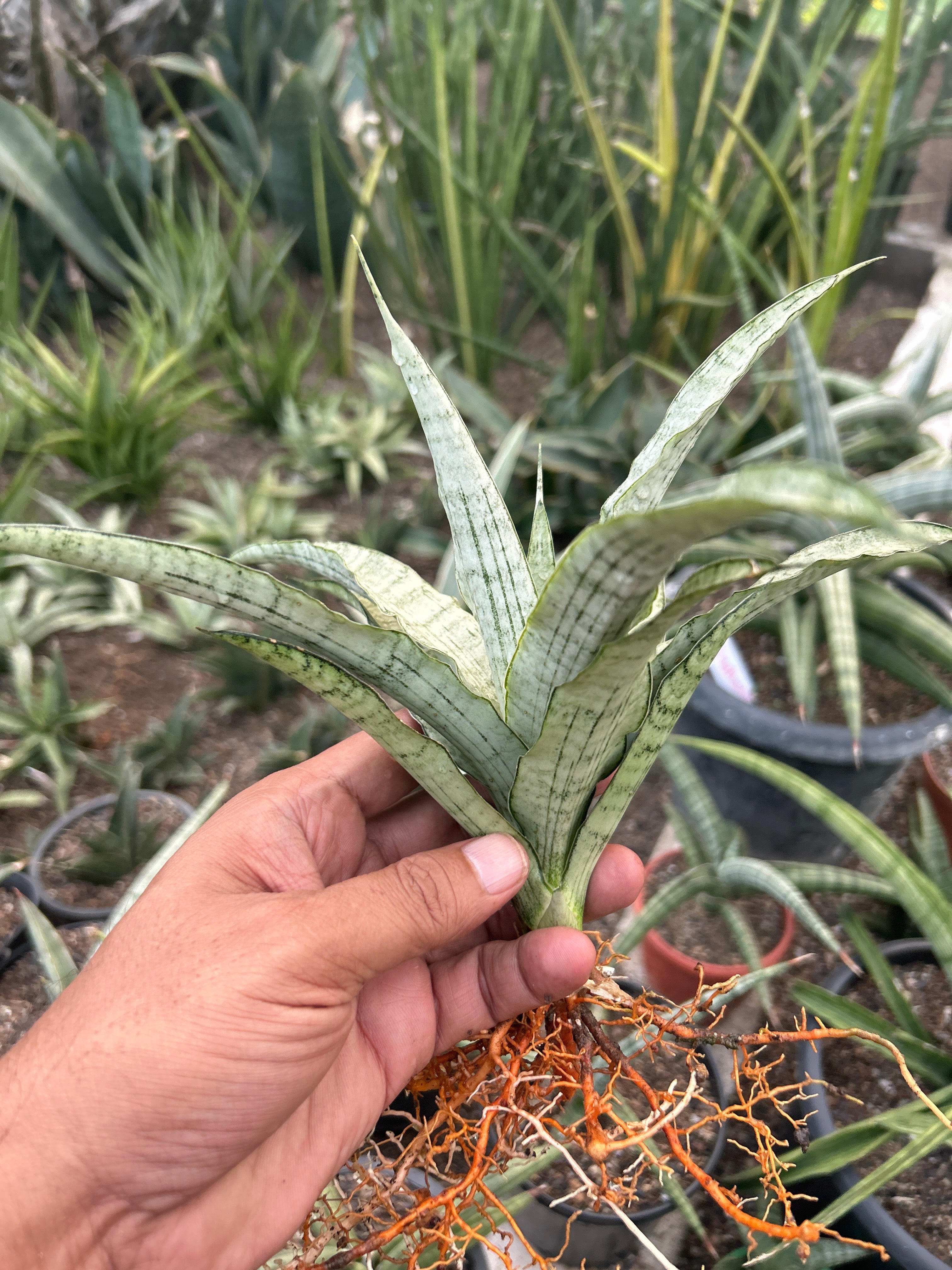 Sansevieria SILVER ANGEL
