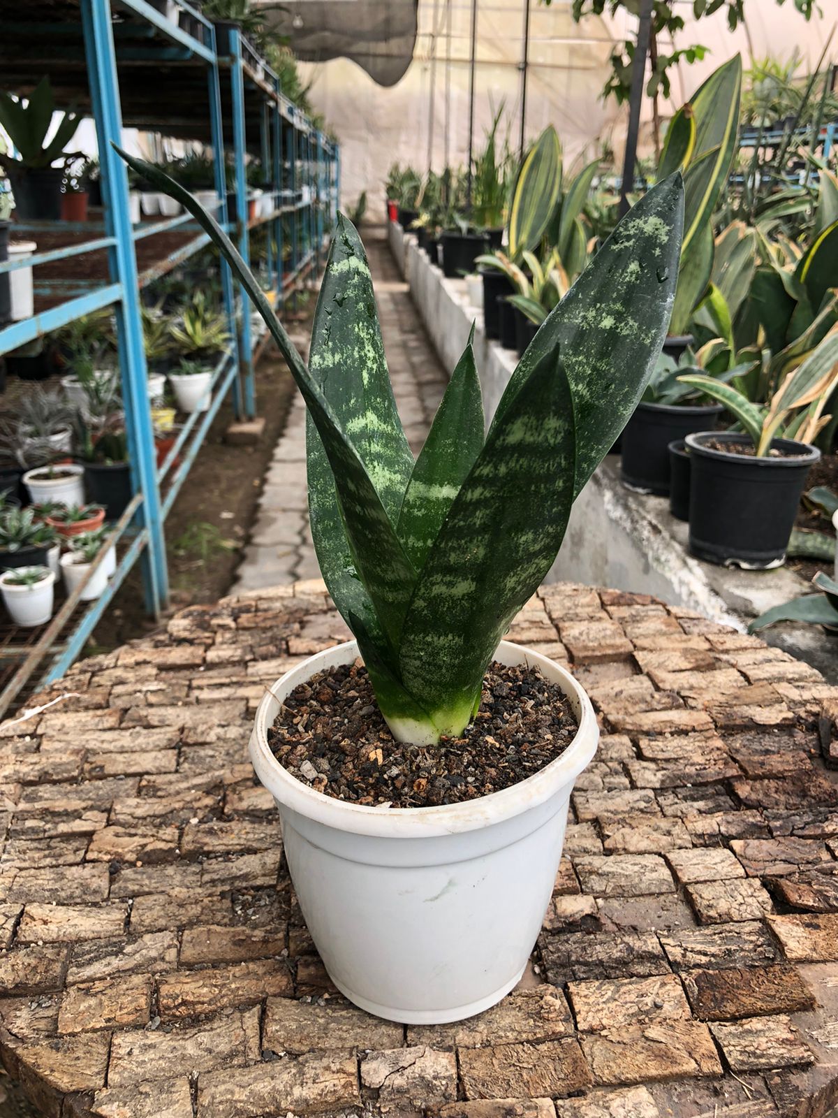 Sansevieria Combo (T) of Five Plants