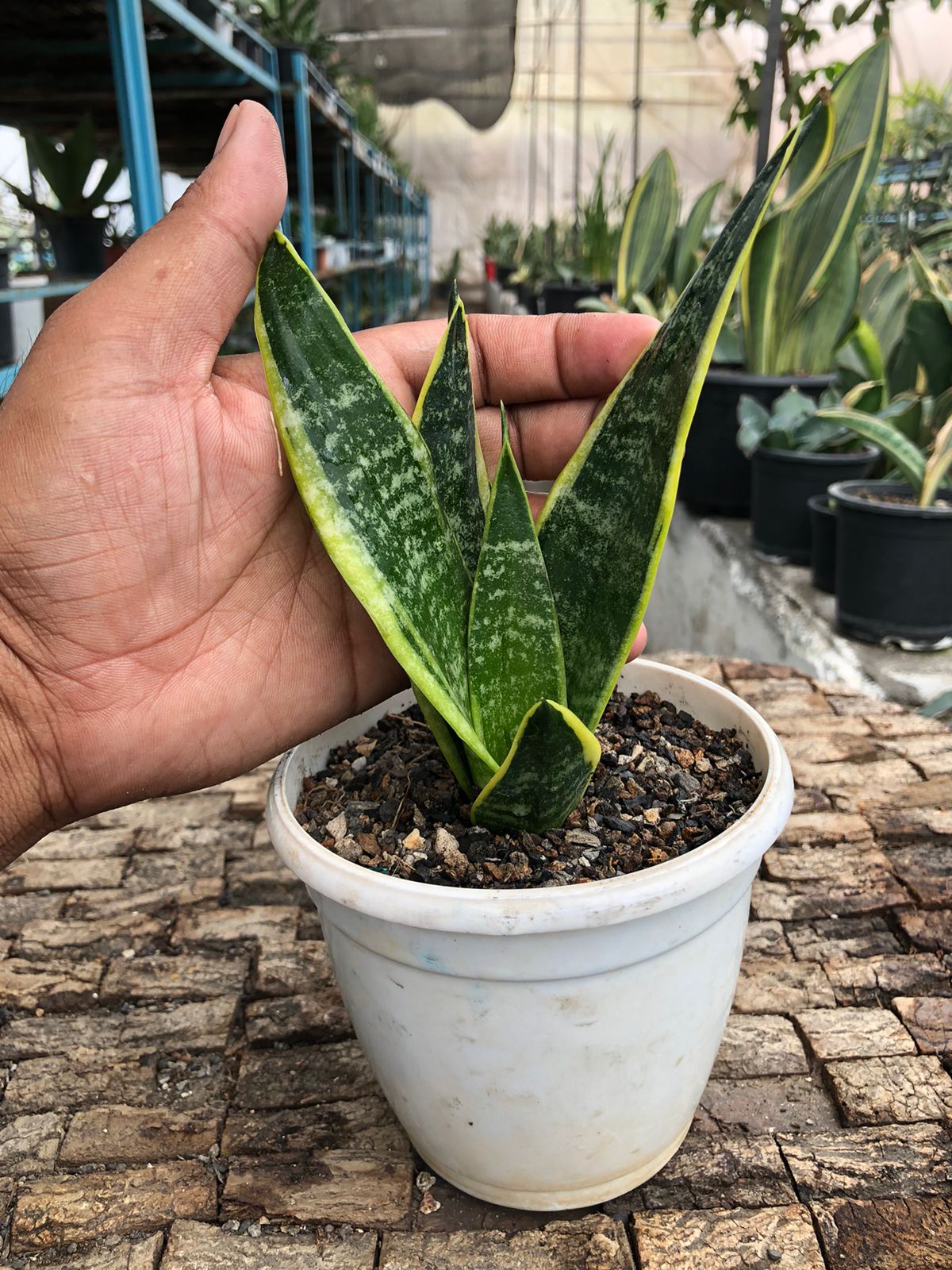Sansevieria Combo (T) of Five Plants