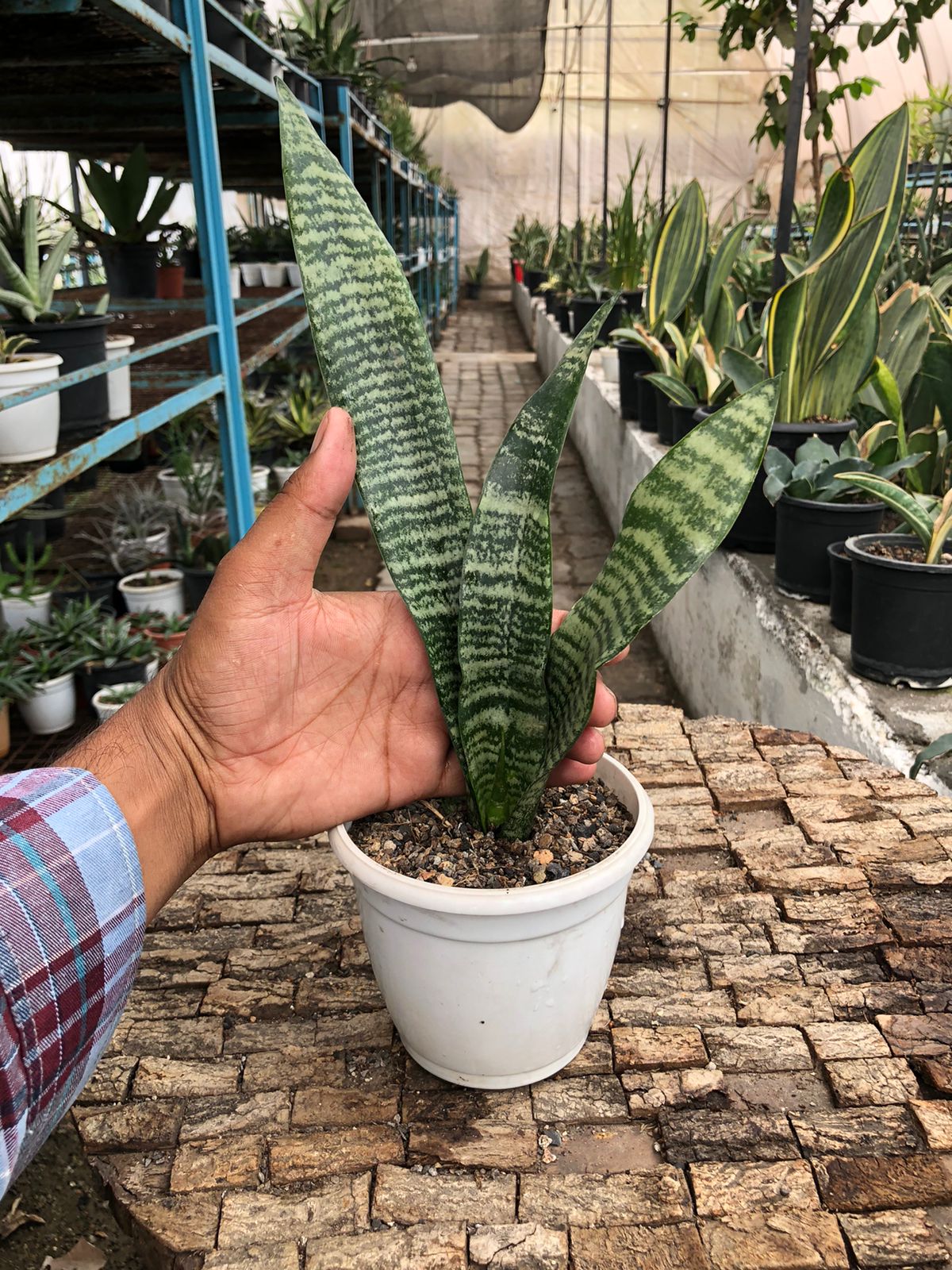 Sansevieria Combo (T) of Five Plants