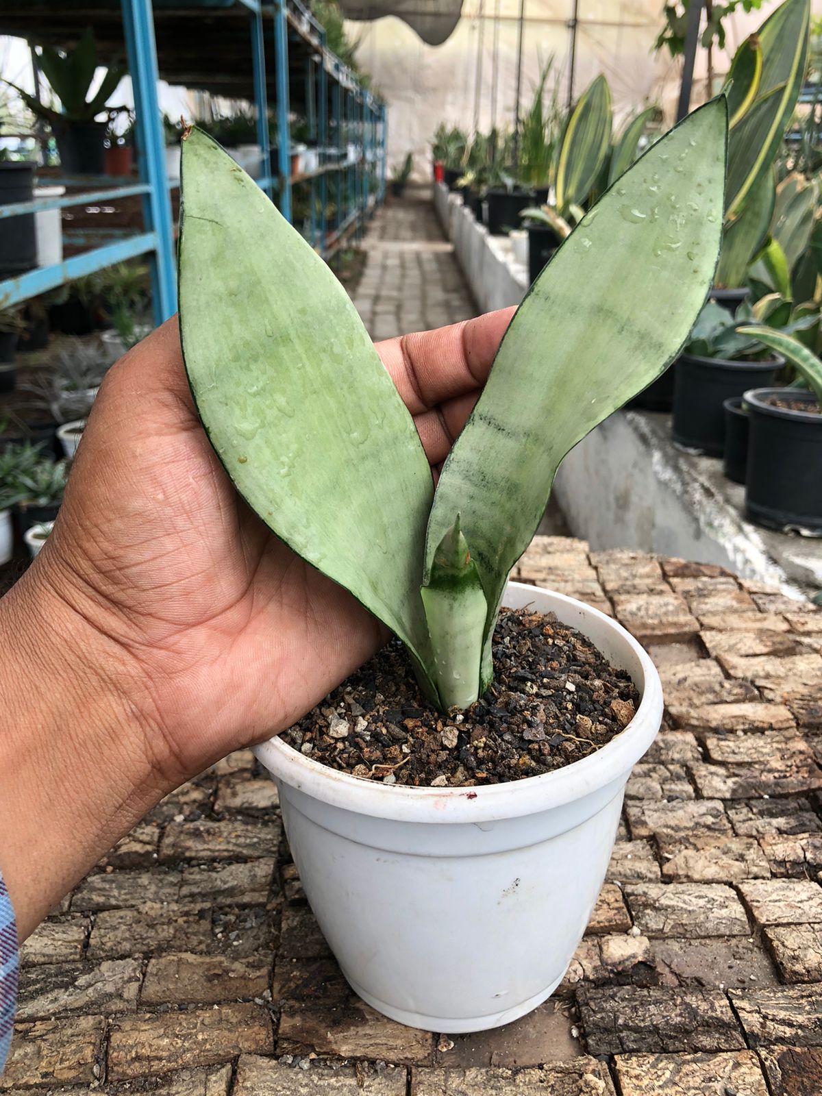 Sansevieria Combo (T) of Five Plants