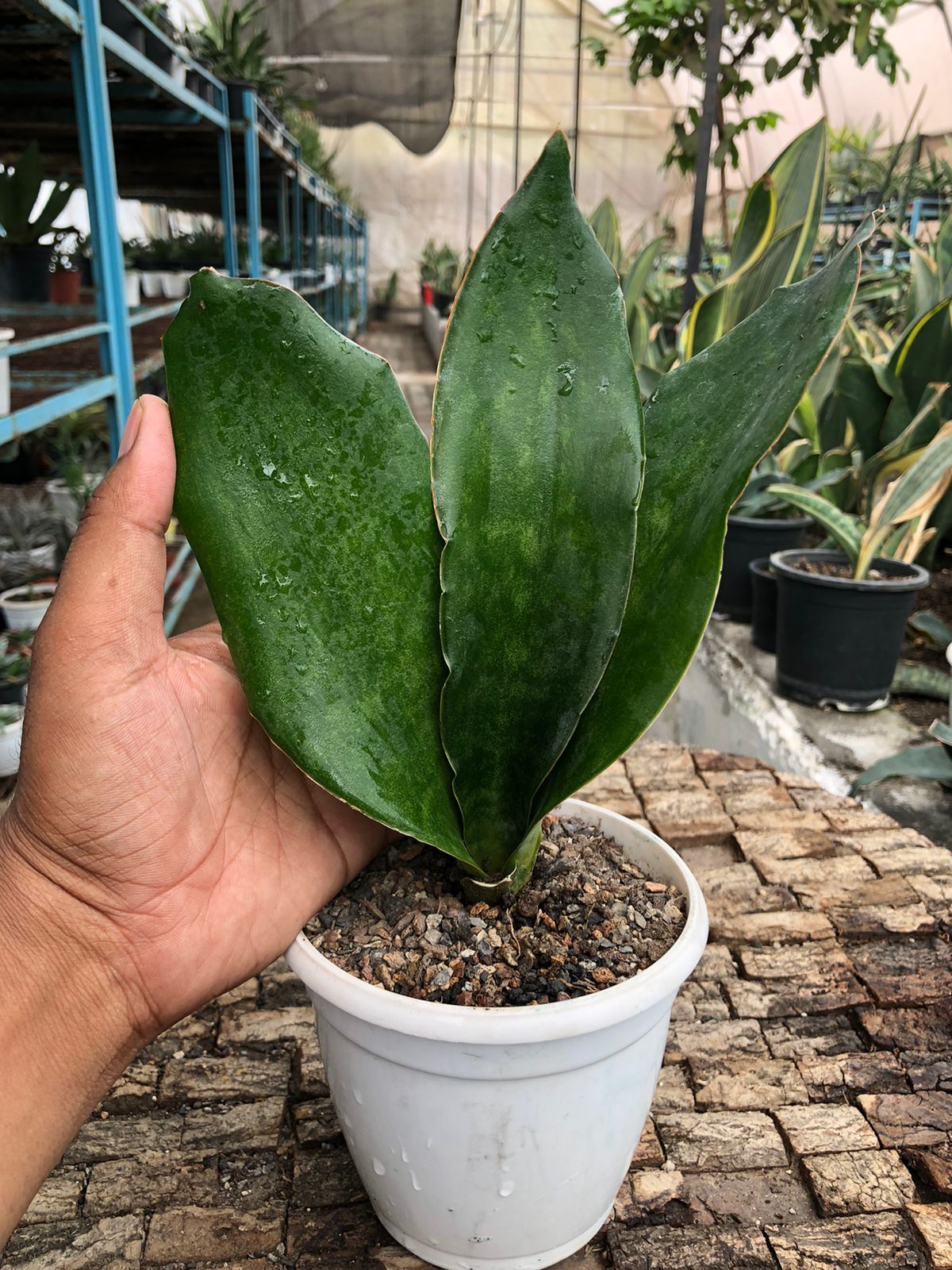 Sansevieria Combo (T) of Five Plants