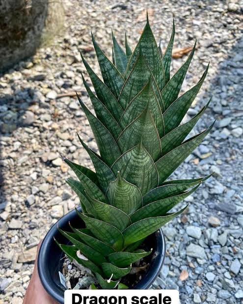 Sansevieria DRAGON SCALES