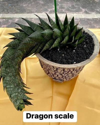 Sansevieria DRAGON SCALES
