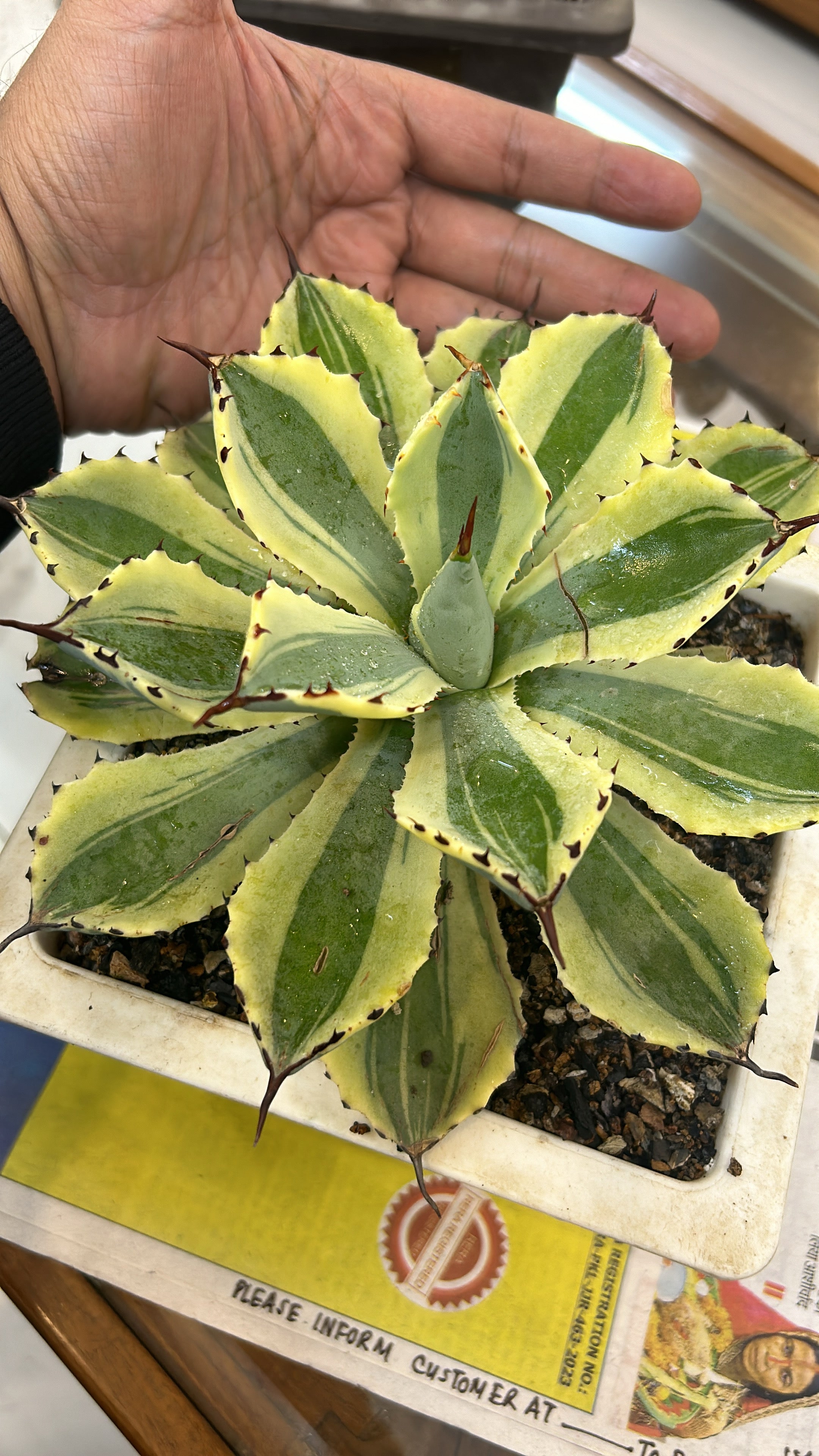 Agave Desert Diamond Large Size