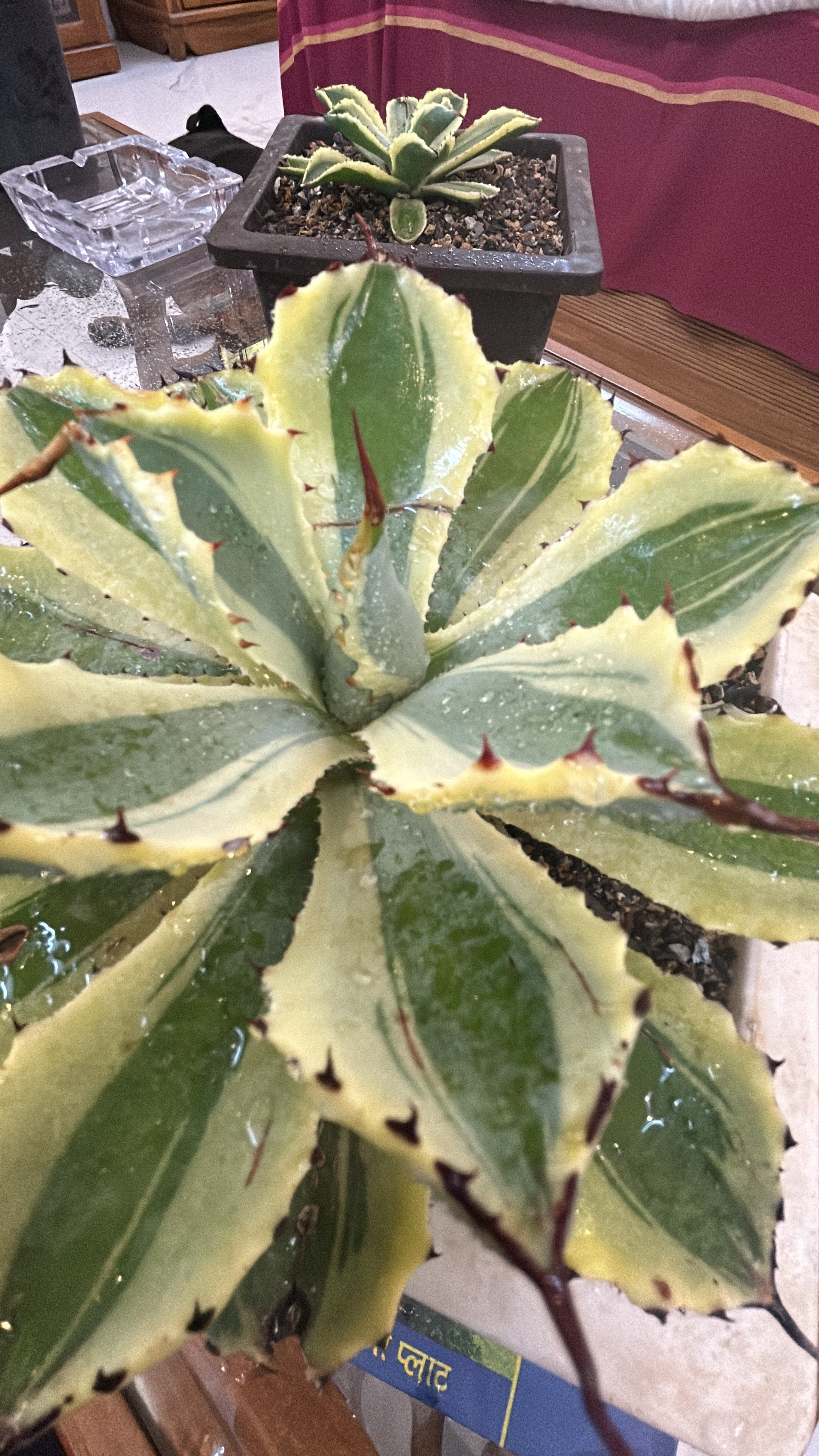 Agave Desert Diamond Large Size