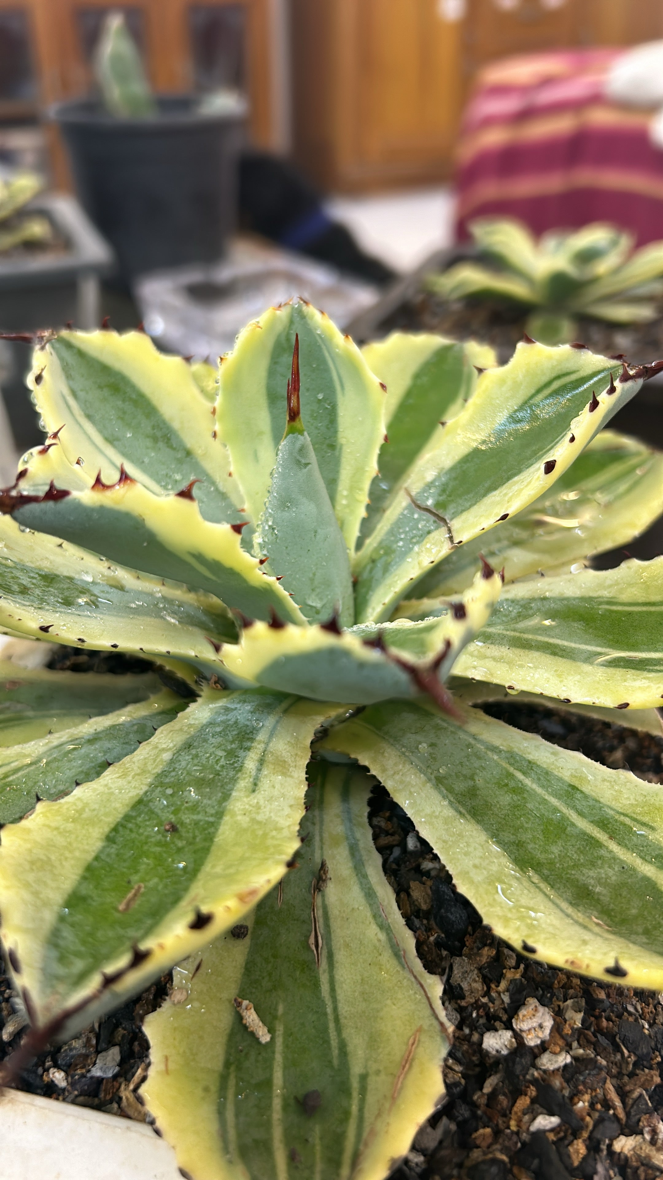 Agave Desert Diamond Large Size