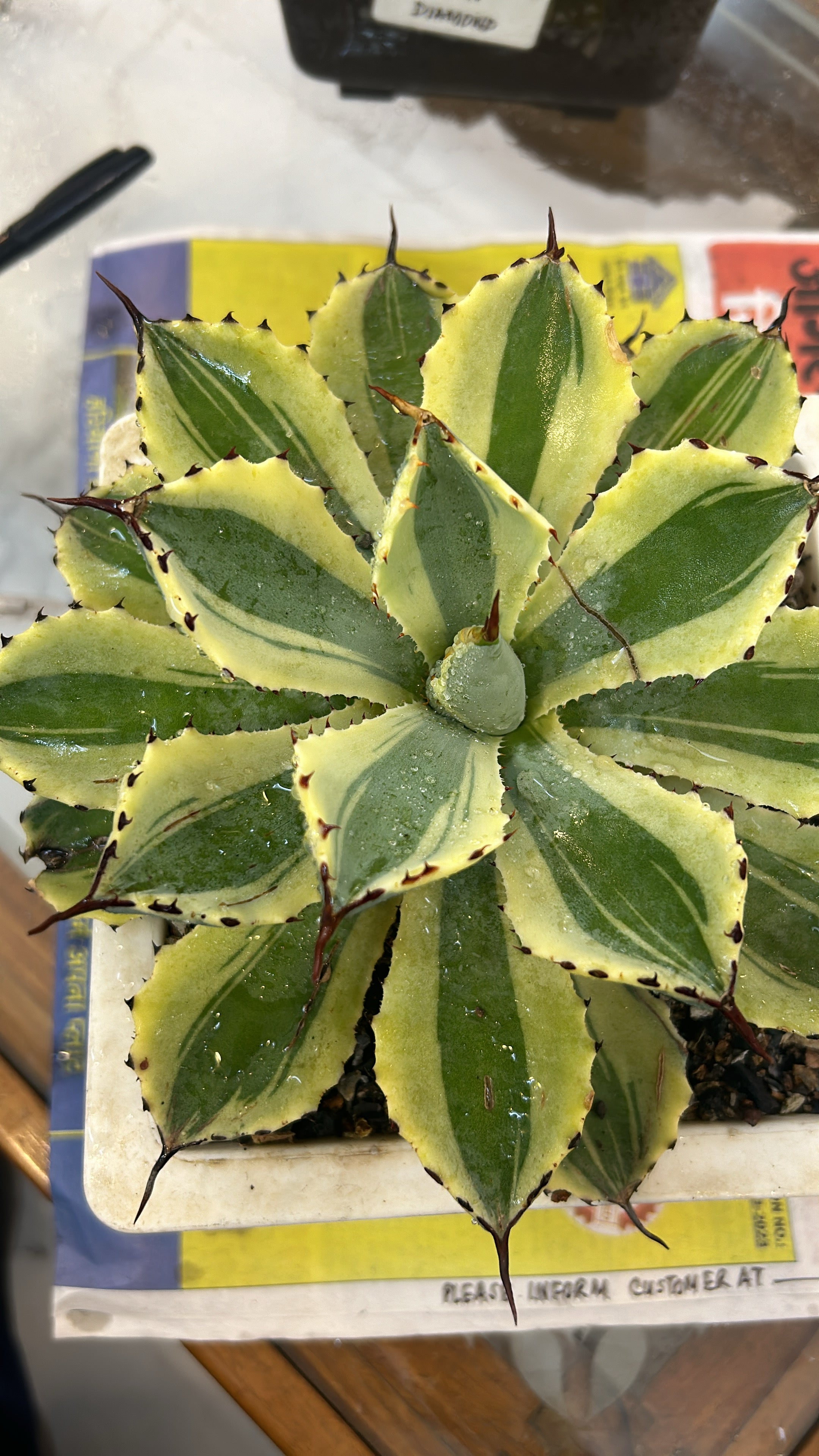 Agave Desert Diamond Large Size
