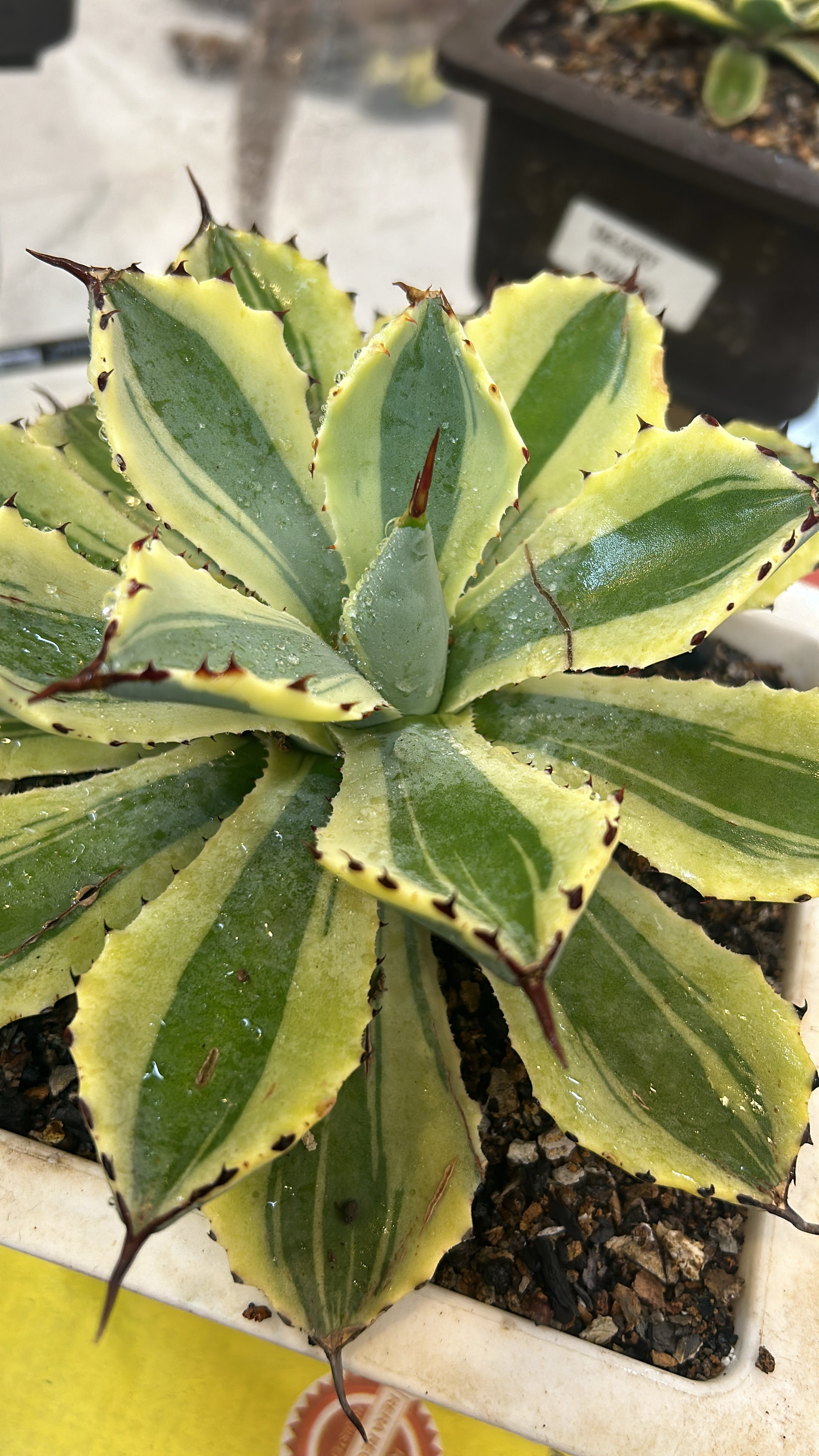 Agave Desert Diamond Large Size