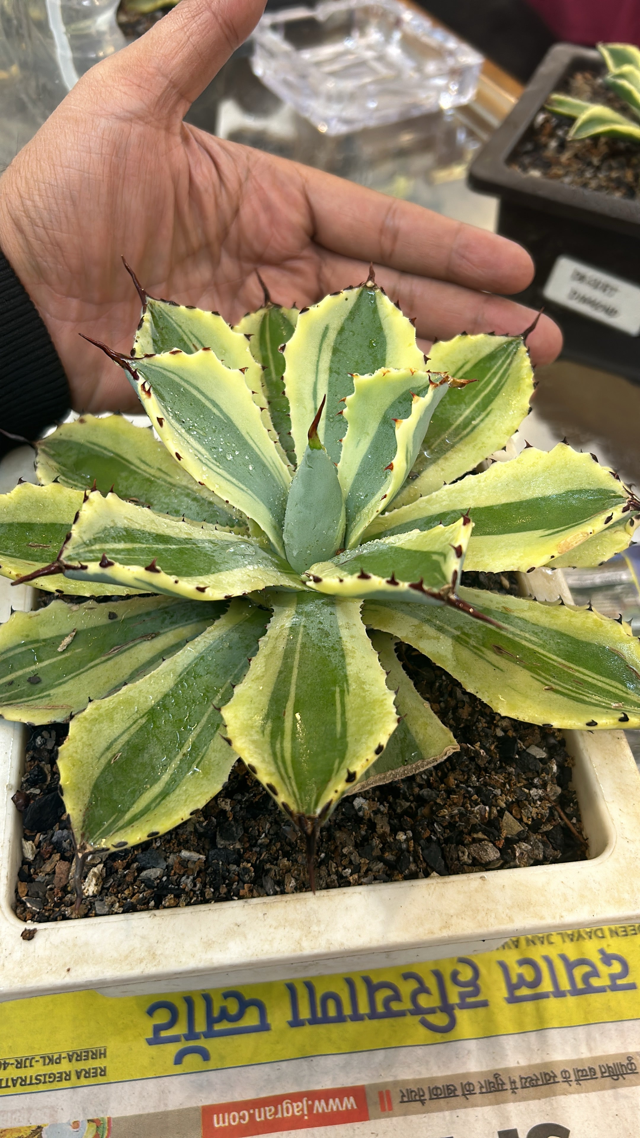 Agave Desert Diamond Large Size