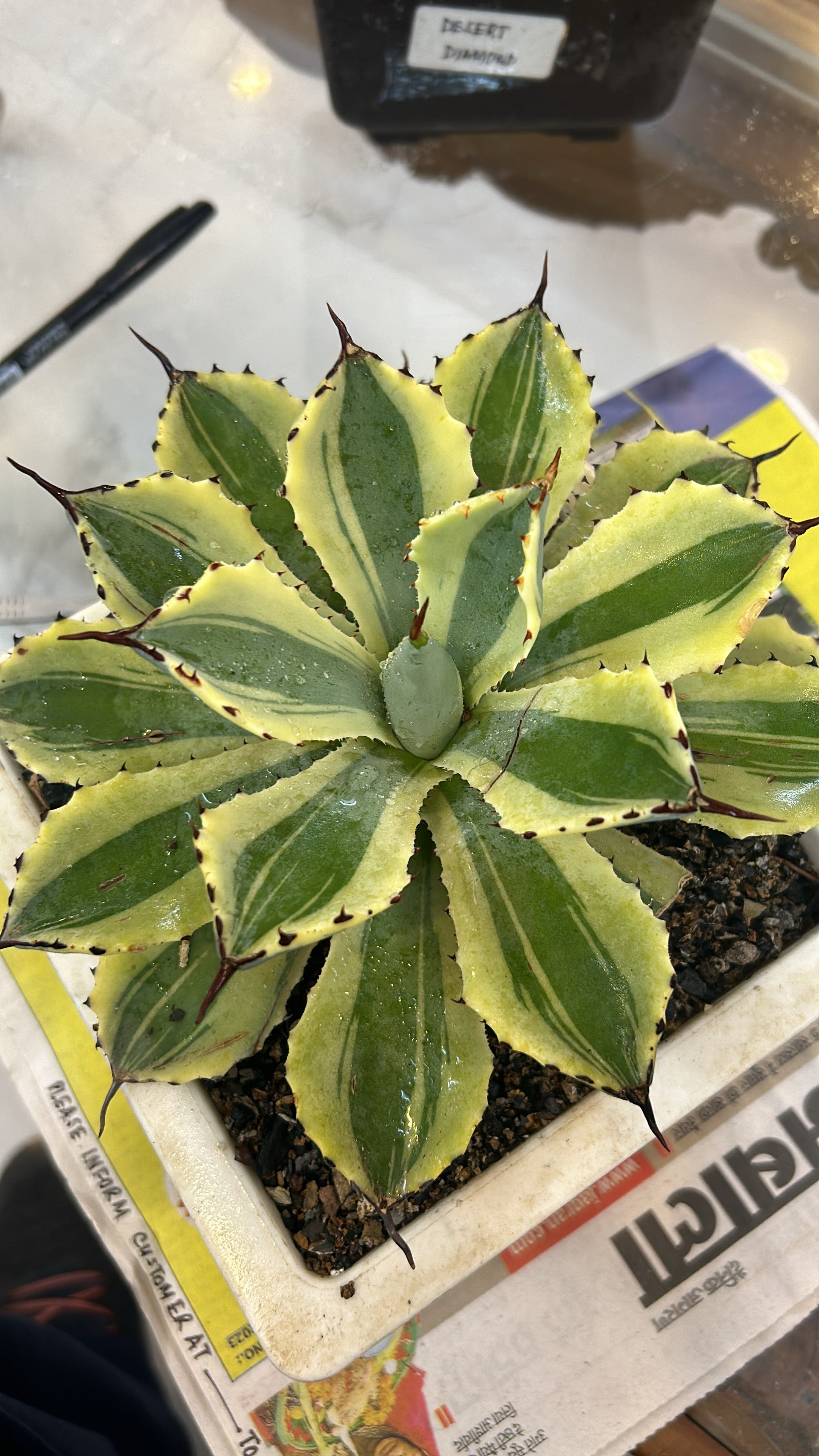 Agave Desert Diamond Large Size