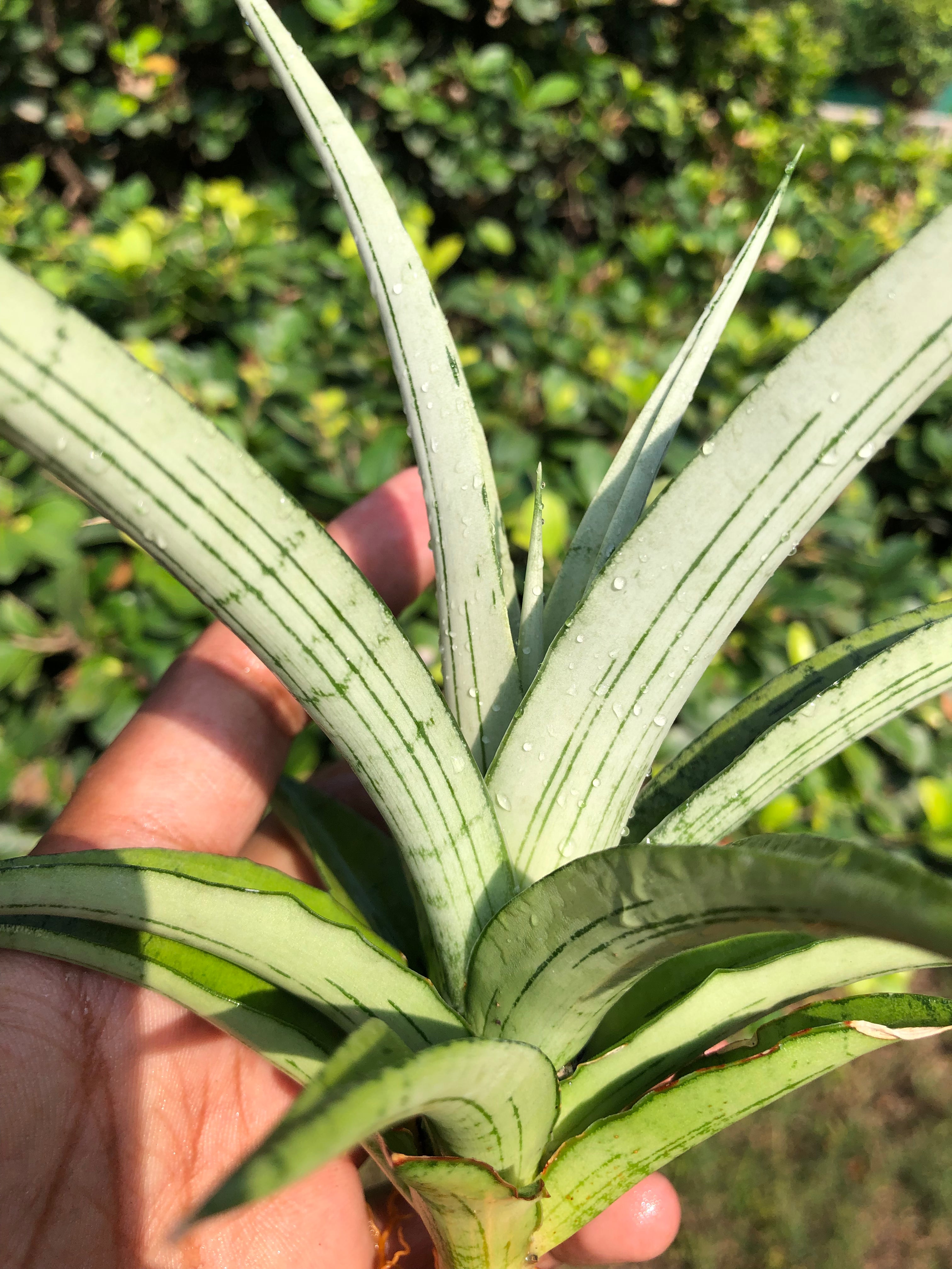 Sansevieria CINTA